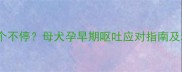 边牧孕吐20天吐个不停母犬孕早期呕吐应对指南及科学护理全攻略