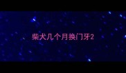 柴犬几个月换门牙