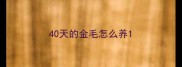 40天的金毛怎么养