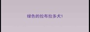 绿色的拉布拉多犬