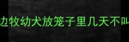 边牧幼犬放笼子里几天不叫