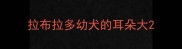 拉布拉多幼犬的耳朵大