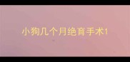 小狗几个月绝育手术