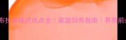 拉布拉多缺点优点全家庭饲养指南养狗前必看