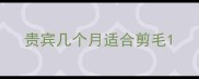 贵宾几个月适合剪毛