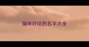 猫咪好玩的名字大全