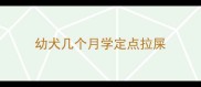 幼犬几个月学定点拉屎