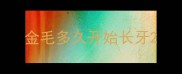 金毛多久开始长牙