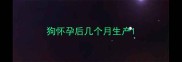 狗怀孕后几个月生产