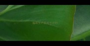 猫咪生产前几个小时