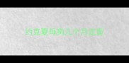 约克夏母狗几个月定型