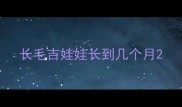 长毛吉娃娃长到几个月