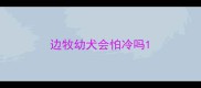 边牧幼犬会怕冷吗