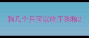 狗几个月可以吃干狗粮