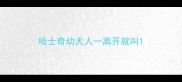 哈士奇幼犬人一离开就叫