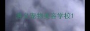 遵义宠物美容学校