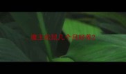 魔王松鼠几个月好养