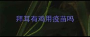 拜耳有鸡用疫苗吗