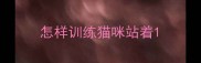 怎样训练猫咪站着