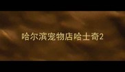 哈尔滨宠物店哈士奇