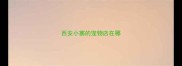 西安小寨的宠物店在哪