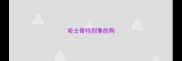 哈士奇特别像的狗