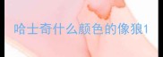 哈士奇什么颜色的像狼