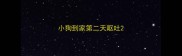 小狗到家第二天呕吐