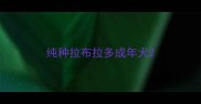 纯种拉布拉多成年犬