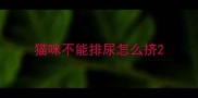 猫咪不能排尿怎么挤