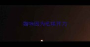 猫咪因为毛球开刀
