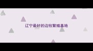 辽宁最好的边牧繁殖基地