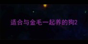 适合与金毛一起养的狗