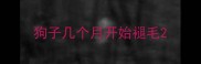 狗子几个月开始褪毛