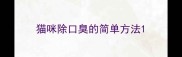 猫咪除口臭的简单方法