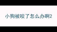 小狗被咬了怎么办啊