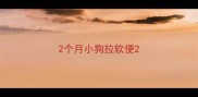 2个月小狗拉软便