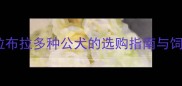 辽宁拉布拉多种公犬的选购指南与饲养全