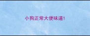 小狗正常大便味道