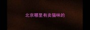北京哪里有卖猫咪的