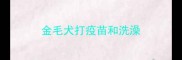 金毛犬打疫苗和洗澡