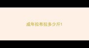 成年拉布拉多少斤