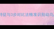 如何判断八哥的月龄5大特征与3步对比法精准识别幼鸟成长阶段附发育周期表