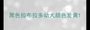 黑色拉布拉多幼犬颜色发黄