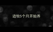 边牧5个月开始养