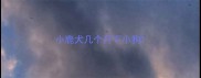 小鹿犬几个月下小狗