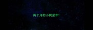 两个月的小狗坐车