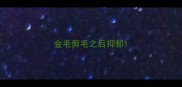 金毛剪毛之后抑郁
