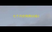 七个月的狗狗训练