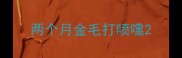 两个月金毛打喷嚏